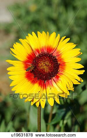 Stock Photo - Gerbera flower with bee. Fotosearch
