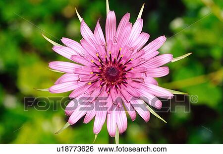 Stock Photograph - Lavender-colored flower. Fotosearch