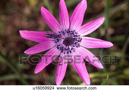 Picture - Lavender flower with insect. Fotosearch