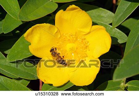 March marigold View Large Photo Image Stock Photo - March marigold. Fotosearch