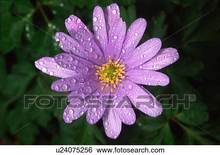 Meer Aster Blume Stock Fotograf U Fotosearch