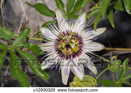 Stock Photo - Passiflora caerulea flower. Fotosearch