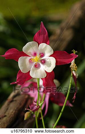 Pink and white flower View Large Photo Image Stock Image - Pink and white flower. Fotosearch