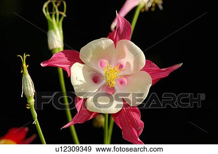 Stock Photo - Pink and white flower. Fotosearch