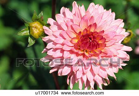 Pink flower View Large Photo Image Picture - Pink flower. Fotosearch