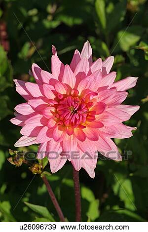 Stock Photo - Pink flower. Fotosearch