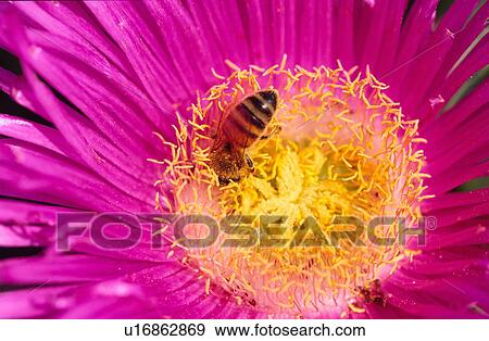 Stock Photo - Pink flower with bee. Fotosearch
