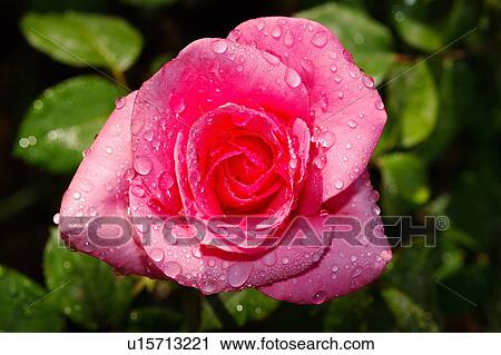 Pink rose View Large Photo Image Stock Image - Pink rose. Fotosearch