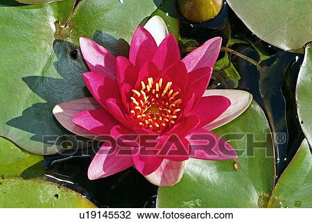 Pink water lily View Large Photo Image Stock Image - Pink water lily. Fotosearch