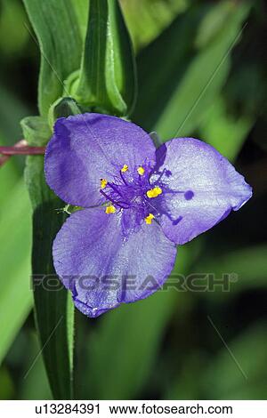 Stock Image - Purple flower. Fotosearch