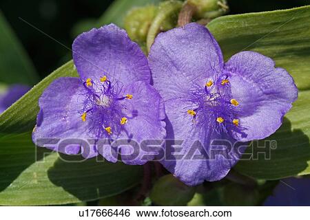 Purple flowers View Large Photo Image Stock Photograph - Purple flowers. Fotosearch