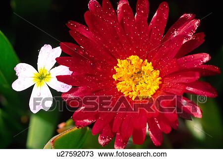 Red flower with white flower in background View Large Photo Image Stock Image - Red flower with white flower in background. Fotosearch