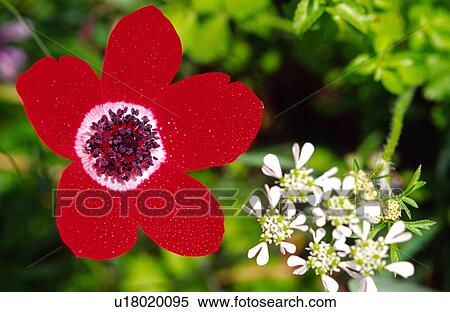 Red poppy View Large Photo Image Stock Photography - Red poppy. Fotosearch