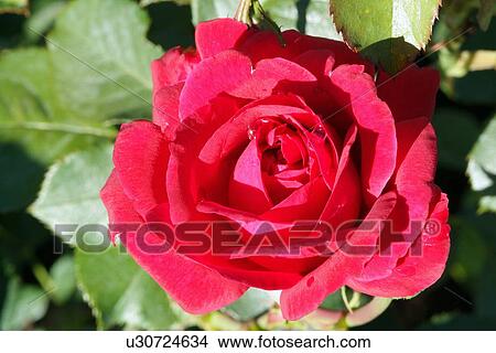 Red rose View Large Photo Image Picture - Red rose. Fotosearch