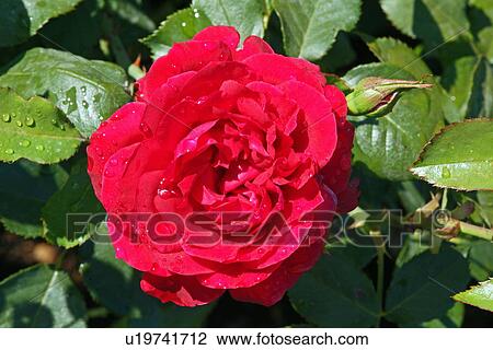Red rose View Large Photo Image Stock Image - Red rose. Fotosearch
