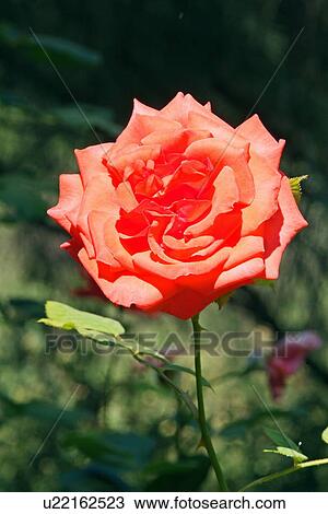 Red rose View Large Photo Image Stock Image - Red rose. Fotosearch