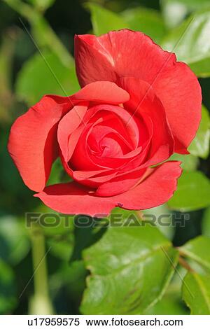 Stock Photography - Red rose. Fotosearch