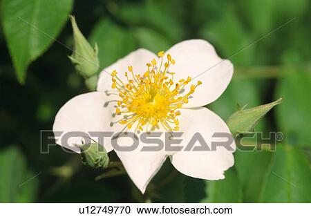 Sorbus minima flower View Large Photo Image Stock Image - Sorbus minima flower. Fotosearch