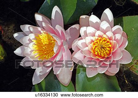 White water lilies View Large Photo Image Stock Image - White water lilies. Fotosearch