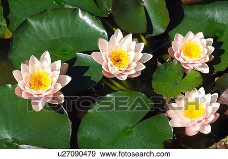 Stock Photo - White water lilies. Fotosearch