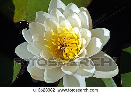 White water lily View Large Photo Image Stock Image - White water lily. Fotosearch