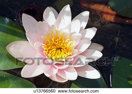 White water lily View Large Photo Image Stock Image - White water lily. Fotosearch