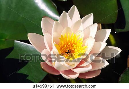 White water lily View Large Photo Image Stock Image - White water lily. Fotosearch