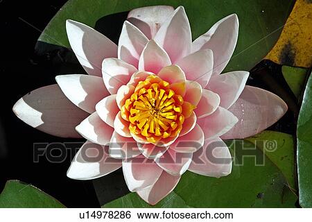 White water lily View Large Photo Image Stock Photograph - White water lily. Fotosearch