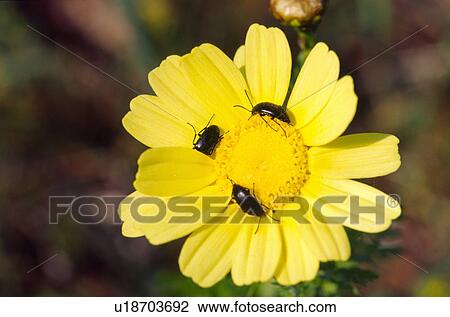 Yellow daisy with insects View Large Photo Image Stock Image - Yellow daisy with insects. Fotosearch