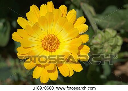 Stock Image - Yellow flower. Fotosearch