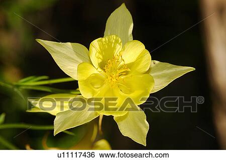 Yellow flower View Large Photo Image Stock Photograph - Yellow flower. Fotosearch