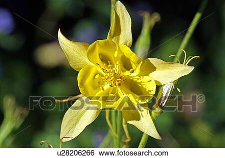 Stock Photograph - Yellow flower. Fotosearch