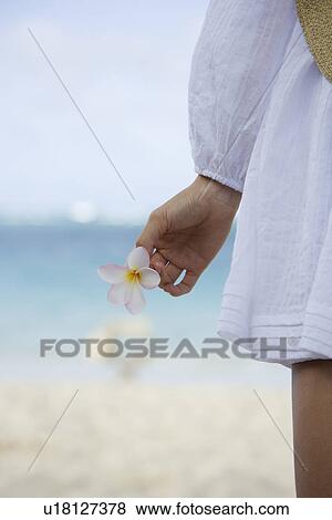Close-up of a human hand holding flower View Large Photo Image Stock Photo - Close-up of a human hand holding flower. Fotosearch