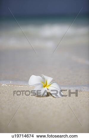 View of a flower at beach View Large Photo Image Picture - View of a flower at beach. Fotosearch