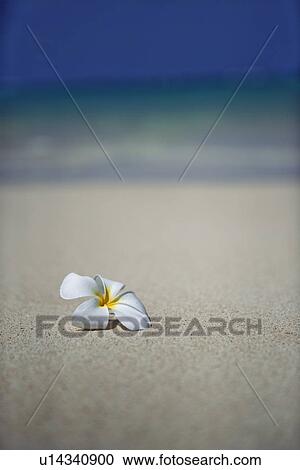 View of a flower at beach View Large Photo Image Stock Image - View of a flower at beach. Fotosearch