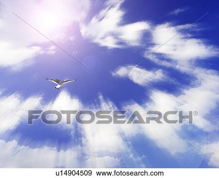 View of bird flying in blue sky View Large Photo Image Stock Photo - View of bird flying in blue sky. Fotosearch