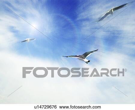 Stock Photograph - View of birds flying (digital composite). Fotosearch
