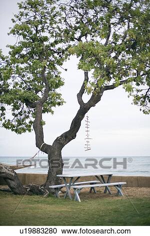 Benches near tree at seashore View Large Photo Image Stock Image - Benches near tree at seashore. Fotosearch