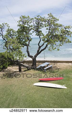 Surfboards lying on grass View Large Photo Image Stock Image - Surfboards lying on grass. Fotosearch