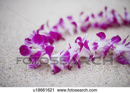 View of a flower garland View Large Photo Image Stock Image - View of a flower garland. Fotosearch