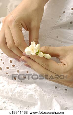 Close-up of a woman's hands holding flowers View Large Photo Image Stock Image - Close-up of a woman's hands holding flowers. Fotosearch