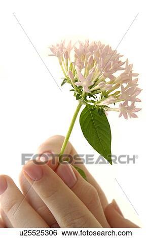 Close-up of a person's hand holding a flower View Large Photo Image Stock Photograph - Close-up of a person's hand holding a flower. Fotosearch