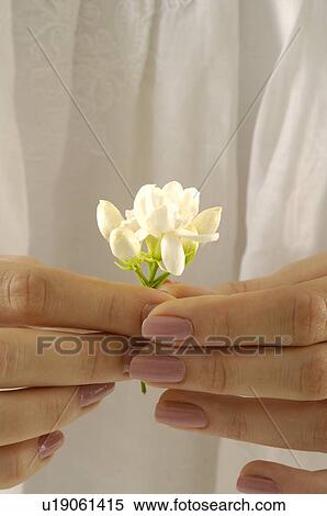Close-up of a person's hand holding a flower View Large Photo Image Stock Photography - Close-up of a person's hand holding a flower. Fotosearch