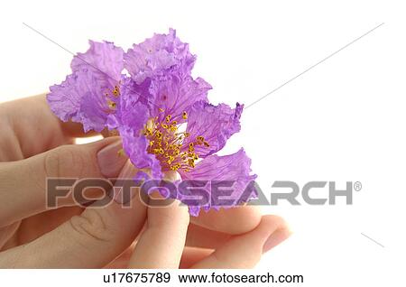 Stock Photo - Close-up of a person's hand holding flowers. Fotosearch