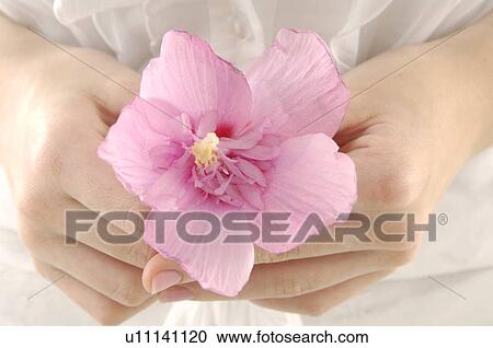 Mid section view of a woman holding a flower View Large Photo Image Stock Image - Mid section view of a woman holding a flower. Fotosearch