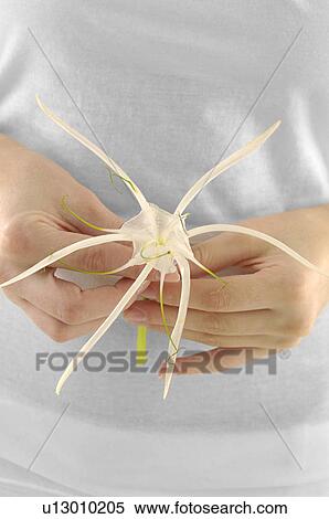 Mid section view of a woman holding a flower View Large Photo Image Stock Photography - Mid section view of a woman holding a flower. Fotosearch