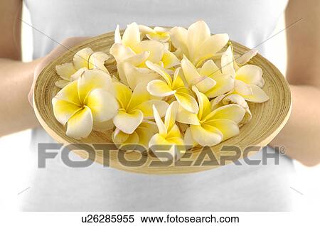 Mid section view of a woman holding flowers View Large Photo Image Stock Photography - Mid section view of a woman holding flowers. Fotosearch