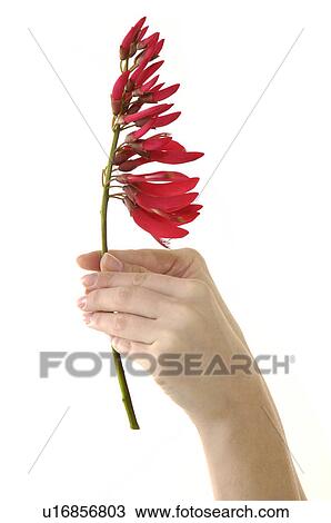 Stock Image - Close-up of a woman's hand holding a flower. Fotosearch