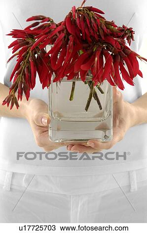 Mid section view of a woman holding a flower pot View Large Photo Image Stock Image - Mid section view of a woman holding a flower pot. Fotosearch