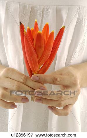 Mid section view of a woman holding a flower View Large Photo Image Stock Photo - Mid section view of a woman holding a flower. Fotosearch